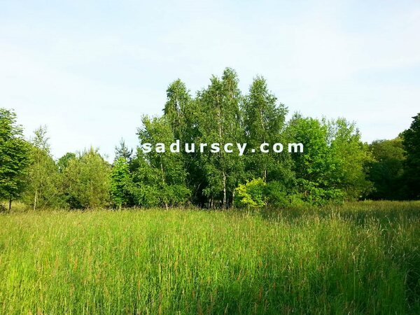 Działka 4500 m2 w Lasek