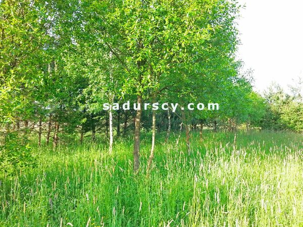 Działka 4500 m2 w Lasek