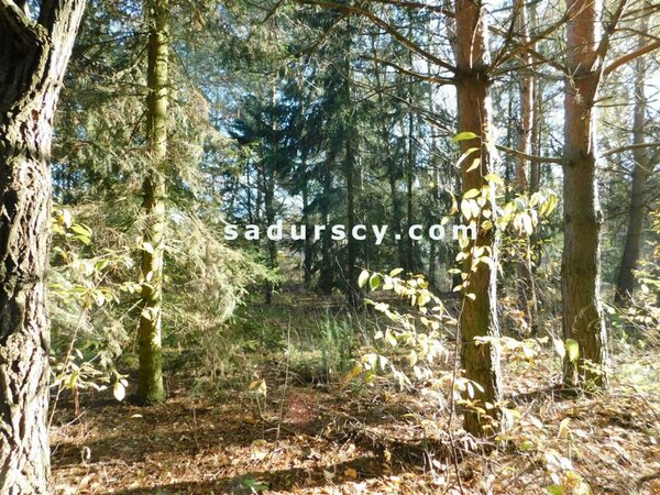 Działka 4100 m2 w Biały Ług